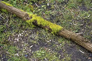 Moss Covered Tree Trunks Drucke: Moss on a tree trunk, close-up view