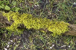 Moss On Tree Trunk Drucke: Moss on a tree trunk, close-up view