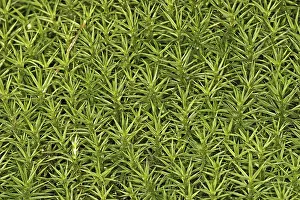 New World Deer Habitat Drucke: Mosses