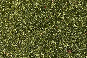 Mammalian Fauna Drucke: Mosses