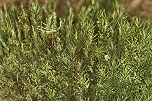 Moss Covered Elk Drucke: Mosses