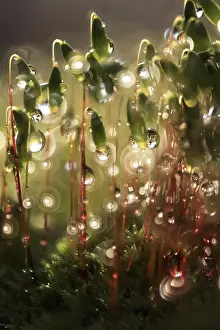 Macro Photography Germany Drucke: Mosses in the evening after the rain