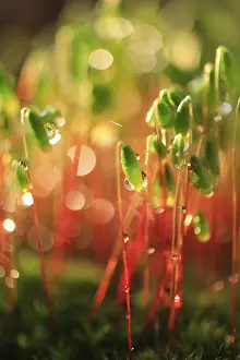 Close Up Moss Growth Drucke: Mosses in the evening after the rain
