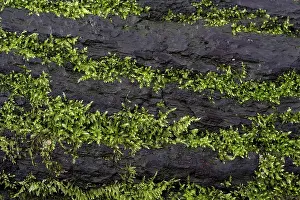 Moss Covered Tree Trunk Drucke: Mosses growing on a tree trunk