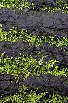 Moss Covered Tree Trunks Drucke: Mosses growing on a tree trunk