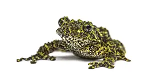 Batrachian Species Drucke: Mossy frog, Theloderma corticale