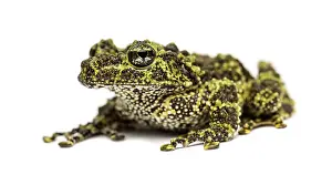 Amphibian Images Drucke: Mossy frog, Theloderma corticale