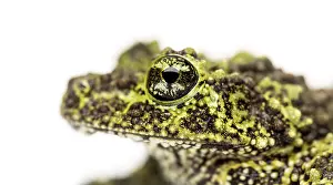 Close Up Photo Drucke: Mossy frog, Theloderma corticale