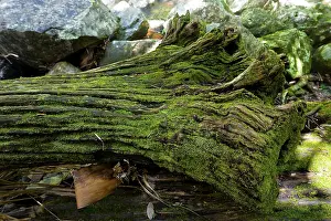 Close Up Nature Scene Drucke: Mossy lying tree trunk, tree, lying