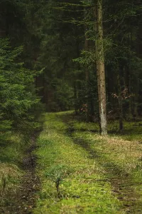 Overgrown With Moss Pictures Drucke: Mossy path in the Black Forest, Germany
