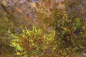 Central Europe Moss Growth Drucke: Mossy sand-lime brick, background structure