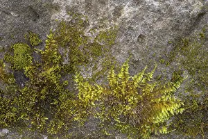 Uninhabited European Structures Drucke: Mossy sand-lime brick, background structure