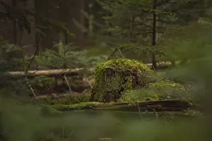 German Federal Republic Wilderness Drucke: Mossy tree stump in the Black Forest