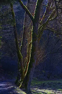 Southern Germany Forest Scenery Drucke: Mossy trees in backlight, AuseBtal