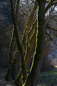 Overgrown With Moss Trees Drucke: Mossy trees in backlight, AuseBtal