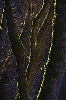 Backlit Tree Silhouettes Drucke: Mossy trees in backlight, AuseBtal