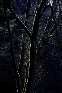 Upper Franconia Landscape Photography Drucke: Mossy trees in backlight, AuseBtal