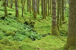 Drucke von Moorwald mit Farnen unter hohen Bäumen, Loch Awe, Schottland, Vereinigtes Königreich, Großbritannien See Drucke: Moorwald mit Farnen unter hohen Bäumen.