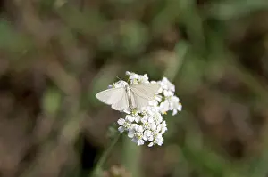 Moth Species Drucke: Moth (Minoa murinata), moth, nectar