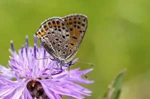 Natural Environment Wildlife Photos Drucke: Moth, small moth, Lycaena phlaeas