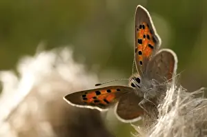 Drucke von Schmetterling, kleiner Schmetterling, Lycaena phlaeas, kleiner Kupferfalter, Schmetterling, Insekten, Schmetterlinge, Schmetterlings Klein-Kupfer Drucke: Schmetterling, kleiner Schmetterling, Lycaena phlaeas