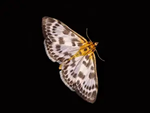Deserted European Landscape Drucke: Moth on my window pane, at night