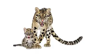 Feliformia Species Image Drucke: Mother Clouded leopard and her cub