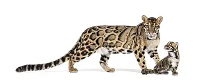 Wildcat Portrait Drucke: Mother Clouded leopard and her cub