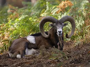 Bovid Animal Images Drucke: A mouflon resting in the forest