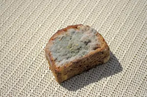 Bread Nutrition Facts Drucke: Mould on bread, mouldy bread