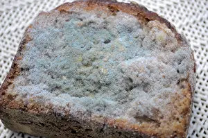 Unhealthy Nutrition Drucke: Mould on bread, mouldy bread