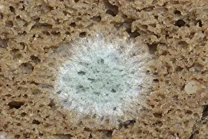 No People In The Kitchen Scene Drucke: Mould on a slice of bread, wholemeal bread