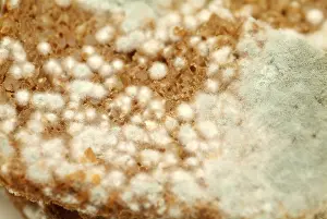 Wholemeal Bread Nutrition Drucke: Mouldy bread