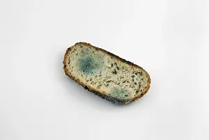 Studio Shot Of Bread Drucke: Mouldy slice of bread
