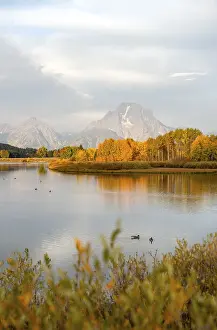 Autumn Morning Scene Drucke: Mount Moran reflected in Snake River