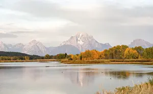 Morning Light On Mountains Drucke: Mount Moran reflected in Snake River