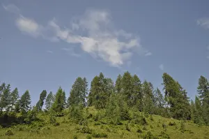 Uninhabited Countryside Scene Drucke: Mountain forest, forest, tree, trees
