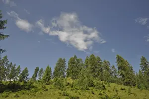 Wooded Countryside Views Drucke: Mountain forest, forest, tree, trees
