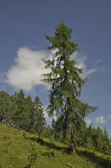 Nature Scenery Photography Drucke: Mountain forest, forest, tree, trees