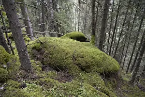 Mountain Chain In Austria Drucke: Mountain forest, forest, tree, trees