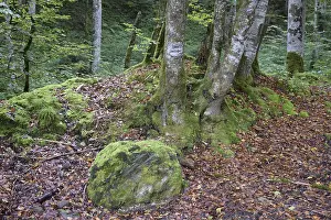 Mountain Forest Landscape Drucke: Mountain forest, forest, tree, trees