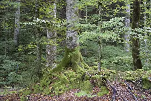 Empty Countryside Scene Drucke: Mountain forest, forest, tree, trees