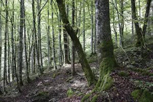 Uninhabited Mountain Scenery Drucke: Mountain forest, forest, tree, trees