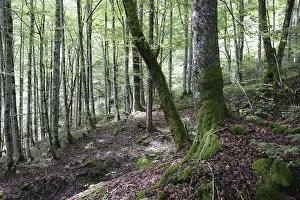 Mountain Forest Landscape Drucke: Mountain forest, forest, tree, trees
