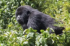Volcanic Mountain Landscape Drucke: Mountain gorilla (Gorilla beringei beringei)