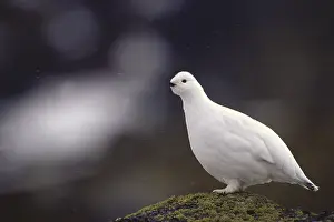 Bird Photography In Winter Drucke: Mountain grouse