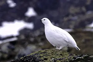Nature Images Drucke: Mountain grouse