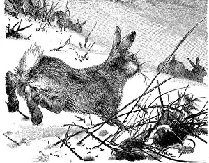 Bergmarmotte (Lepus timidus) Marmotte