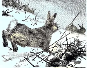 Vintage Mountain Landscape Drucke: Mountain hare (Lepus timidus), Hare
