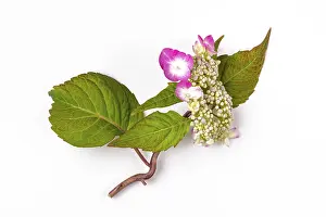 Studio Shot Blossom Drucke: Mountain hydrangea (Hydrangea serrata)